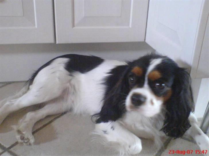 Cavalier king charles spaniel cherie billede 8