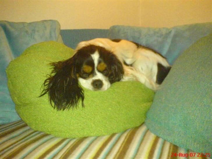 Cavalier king charles spaniel cherie billede 9