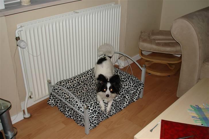 Papillon Bianca billede 1