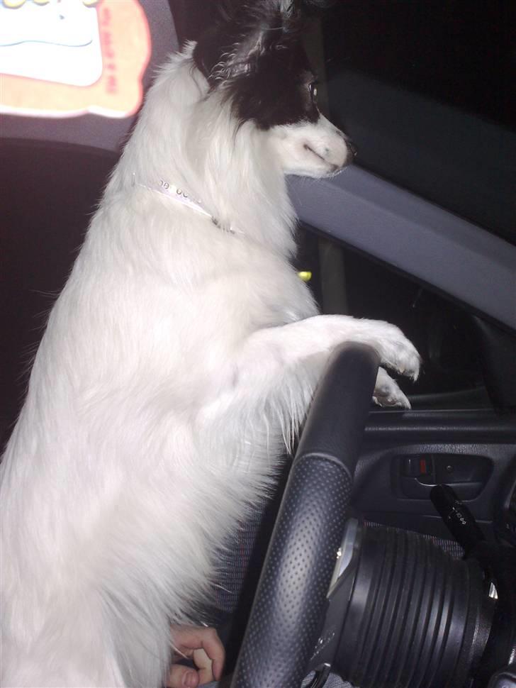 Papillon Bianca - ja så kører vi nu billede 2