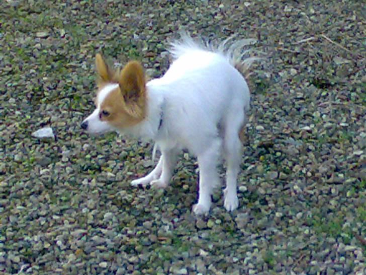 Papillon Bianca - min mor branka. utrolig sød og maget genert og rolig. billede 3