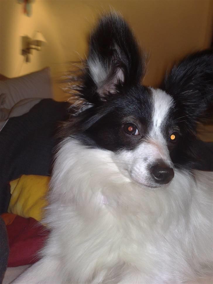 Papillon Bianca - er jeg ikke charmerende billede 4