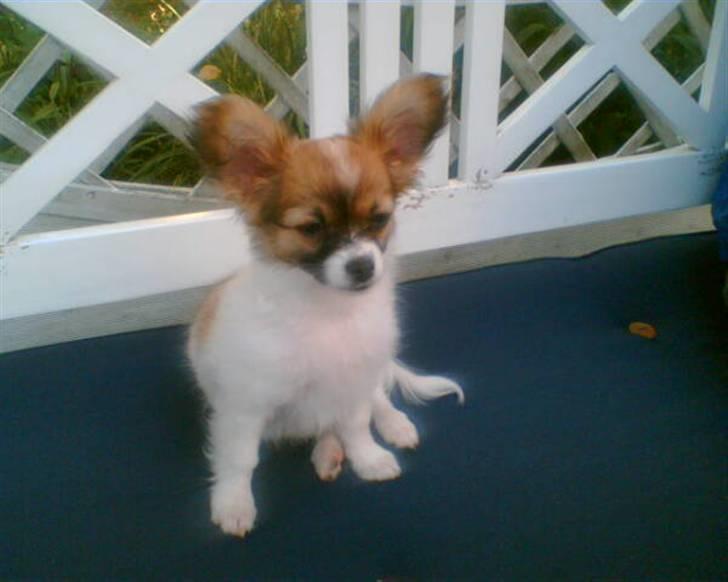 Blanding af racer Chikita billede 11