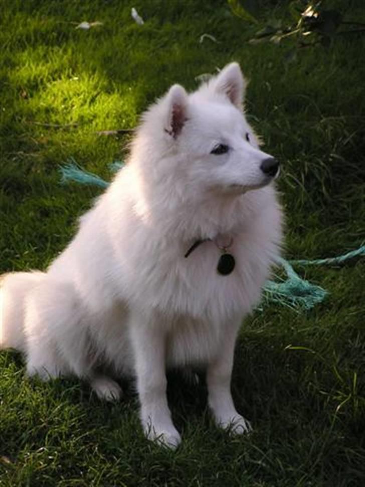 Japansk spids Yuki - Yuki, er kun  7 mdr. gammel og  er både køn og meget livlig. billede 1