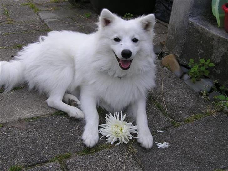 Japansk spids Yuki - Yuki og georginer klæder hinanden billede 2