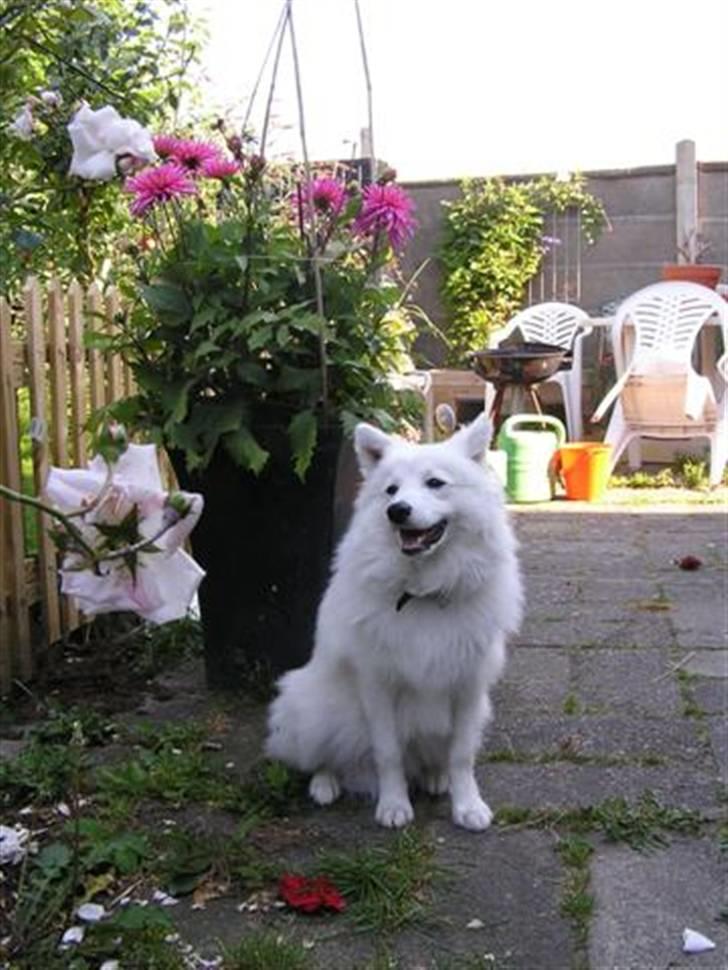 Japansk spids Yuki - En af Yukis ynglingssteder er fliserne i vores baghave billede 3