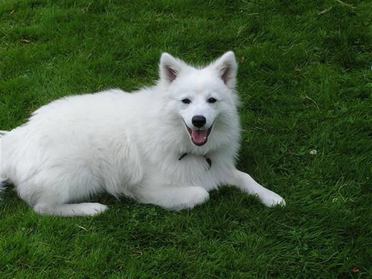 Japansk spids Yuki billede 4