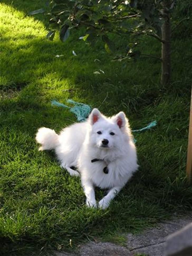 Japansk spids Yuki - Yukis fræsgræsplæne, hvor den leger med nedfaldne æbler og en gummilegering billede 5