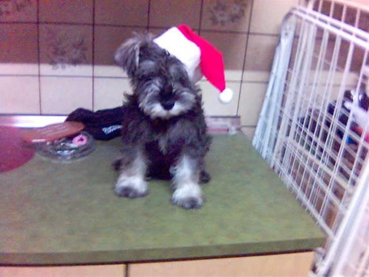 Dvaergschnauzer Brutus - Det er jul og jeg er cool billede 1