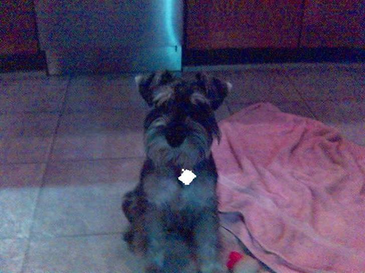 Dvaergschnauzer Brutus - Her er jeg billede 2