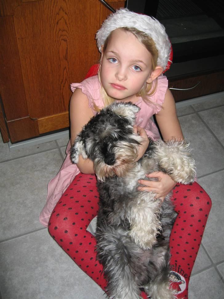 Dvaergschnauzer Brutus - Et julekram kan man altid bruge billede 3