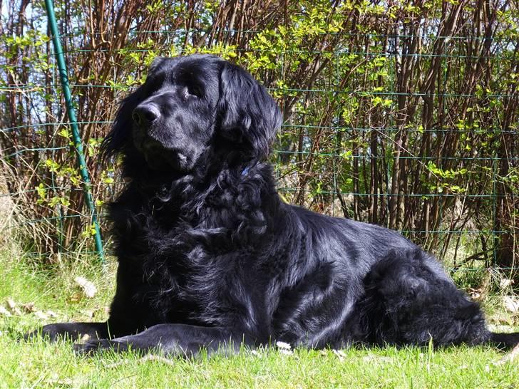 Blanding af racer Simba - død billede 11