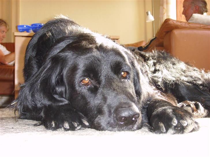 Blanding af racer Simba - død billede 12