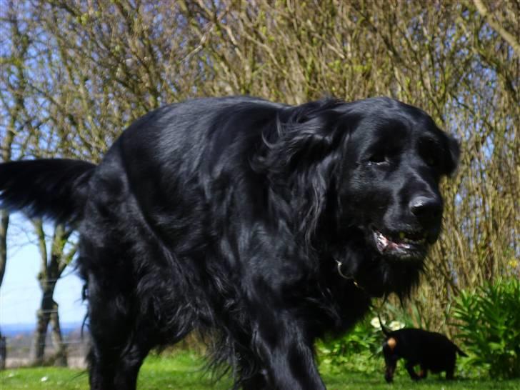 Blanding af racer Simba - død billede 13