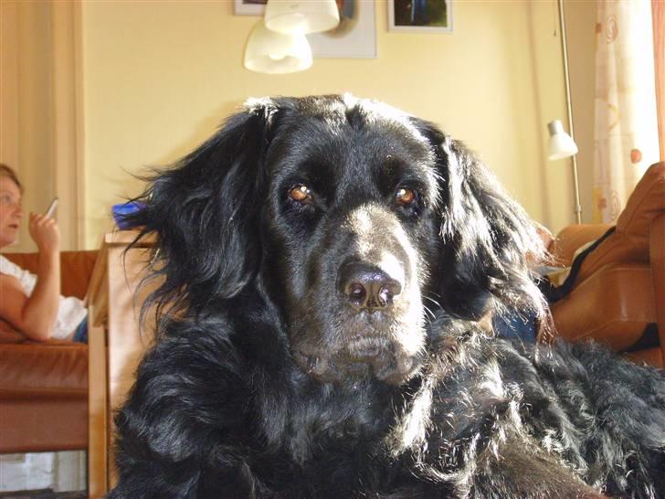 Blanding af racer Simba - død billede 14