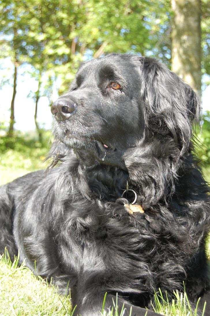 Blanding af racer Simba - død billede 15