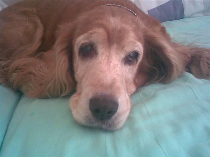 Cocker spaniel Fanny 98610  (Zenta)R.I.P billede 15