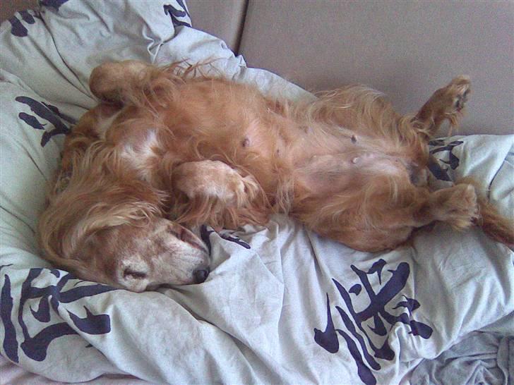 Cocker spaniel Fanny 98610  (Zenta)R.I.P - aldtid klar på morfar :)  billede 16