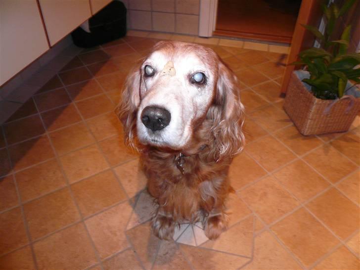 Cocker spaniel Fanny 98610  (Zenta)R.I.P - se hvad jeg har på næsen :)  billede 17