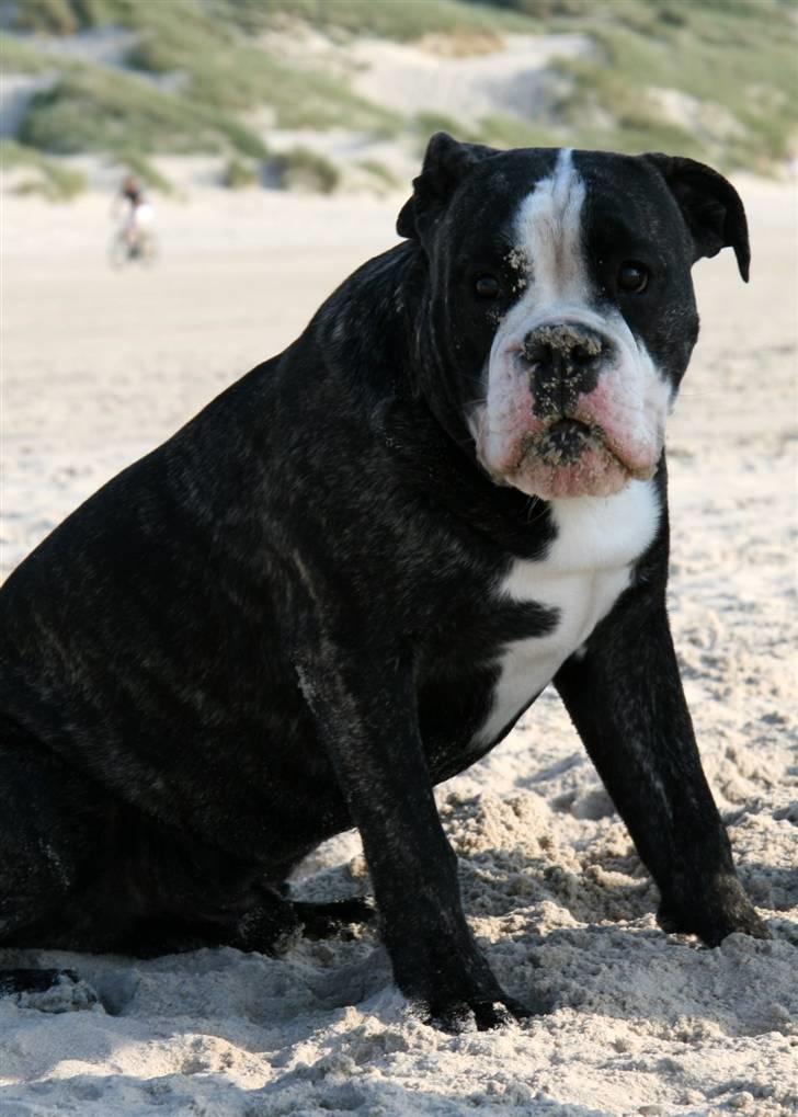 Olde victorian bulldogge Geo billede 7