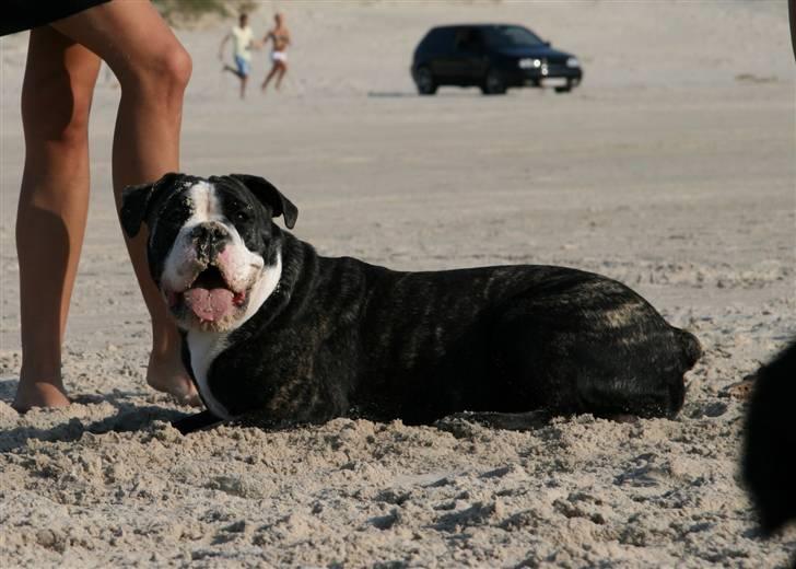 Olde victorian bulldogge Geo billede 8