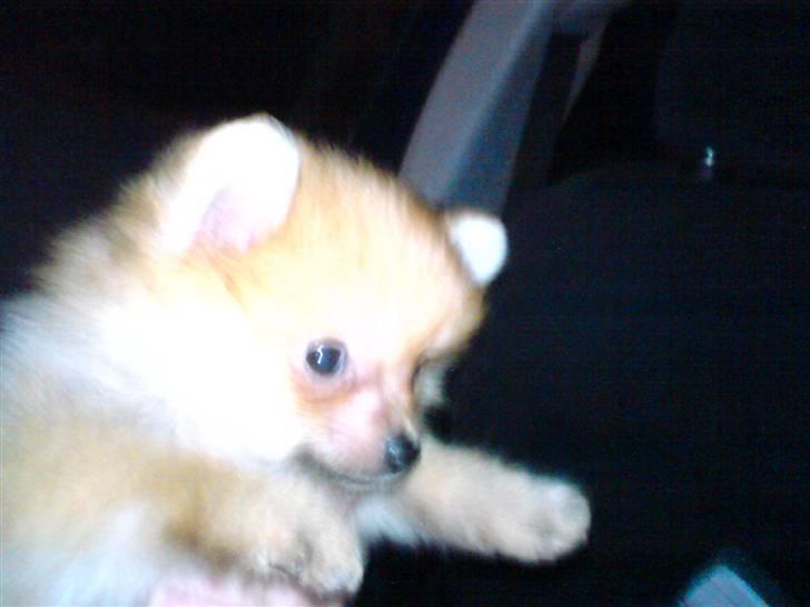 Pomeranian Lady billede 1