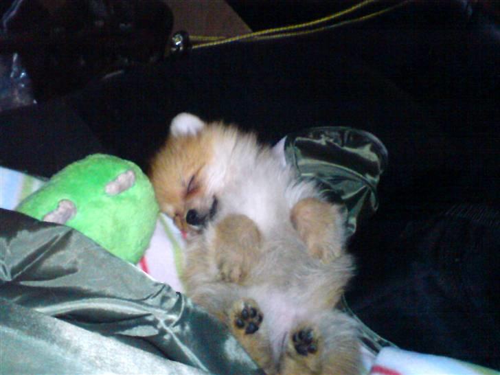 Pomeranian Lady billede 2