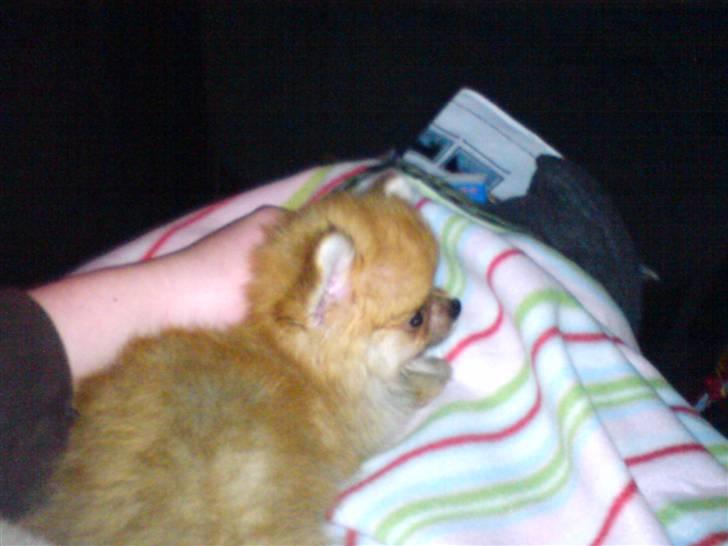 Pomeranian Lady billede 3