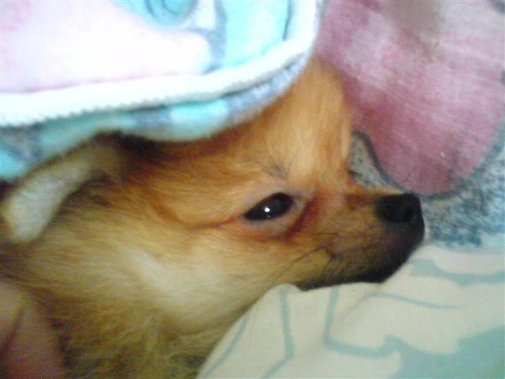 Pomeranian Lady billede 4