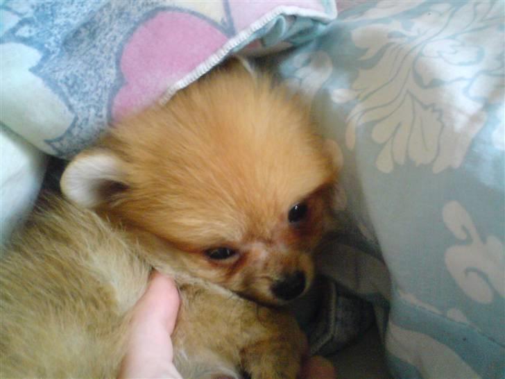 Pomeranian Lady billede 5