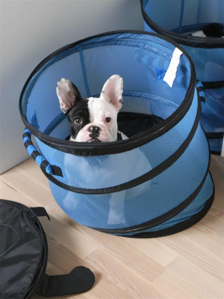 Fransk bulldog Tyson - Leger gemme leg 17 uger gl. billede 14