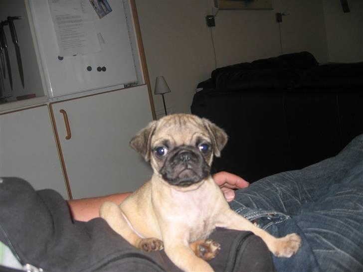 Mops Monkey - Der er nu dejligt hos farmand billede 9