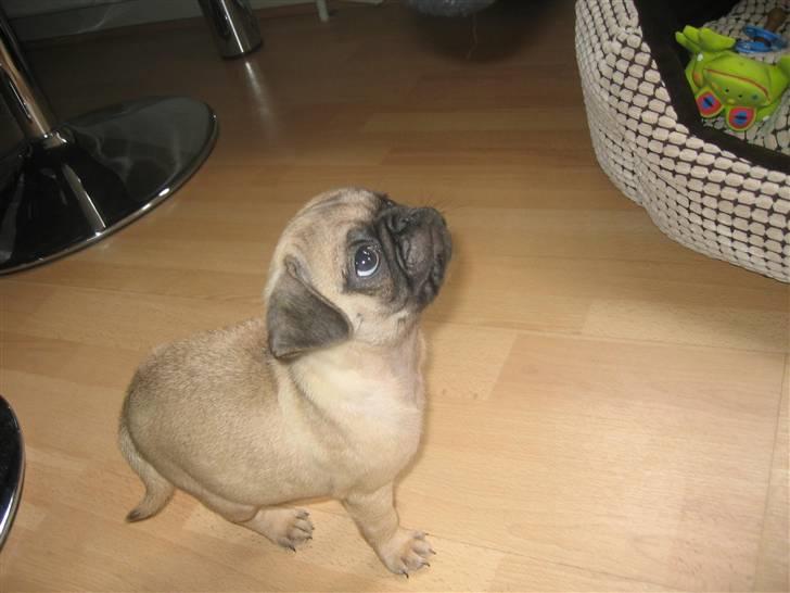 Mops Monkey - Er det en godbid du har der i hånden far? billede 10