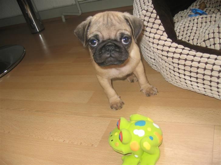 Mops Monkey - Er det ikke en sød frø? Jeg var lidt bange for den i starten, men nu hygger vi 2 os rigtig billede 11