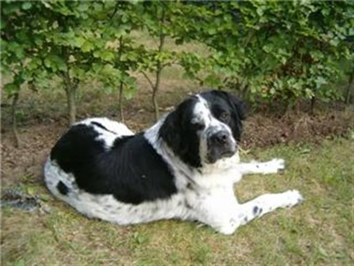 Blanding af racer emma - emma i sin have det er bare det bedste sted hun kender billede 1