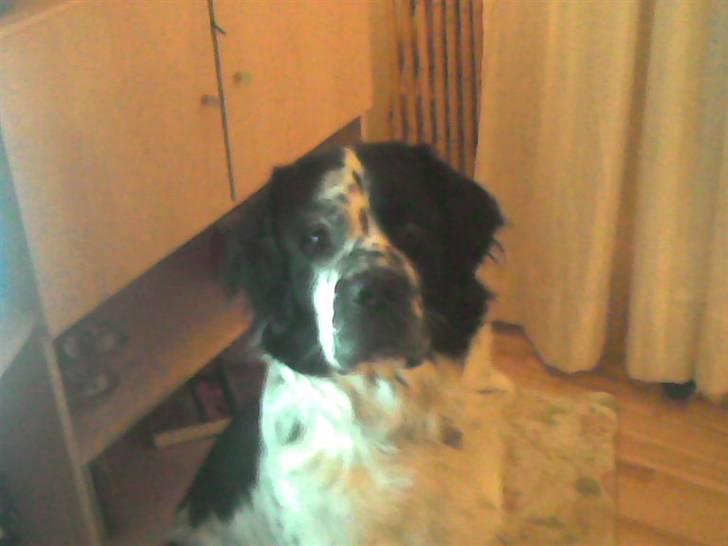 Blanding af racer emma billede 2