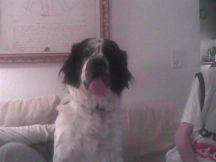 Blanding af racer emma billede 3