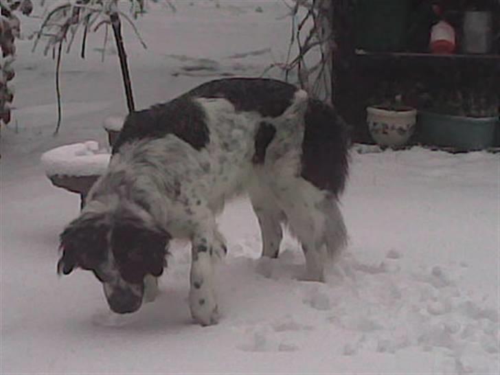 Blanding af racer emma - noget af det allerbedste emma ved er sne... billede 4