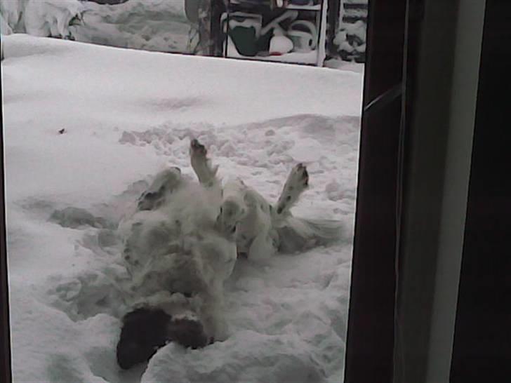 Blanding af racer emma billede 5