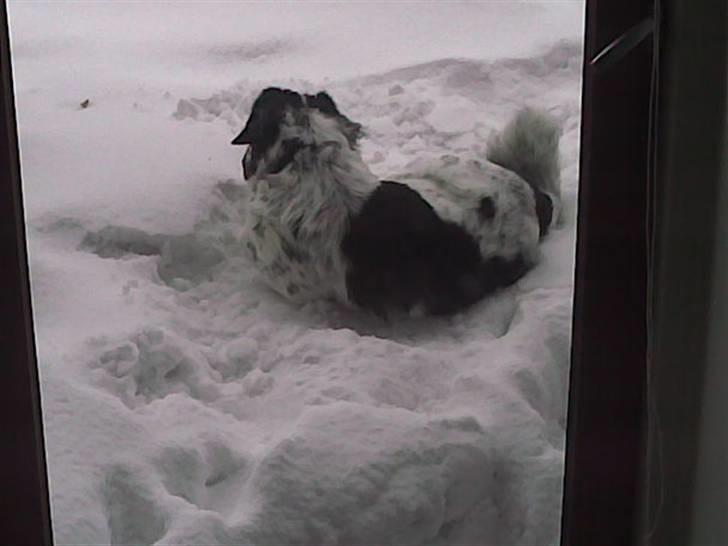 Blanding af racer emma billede 6