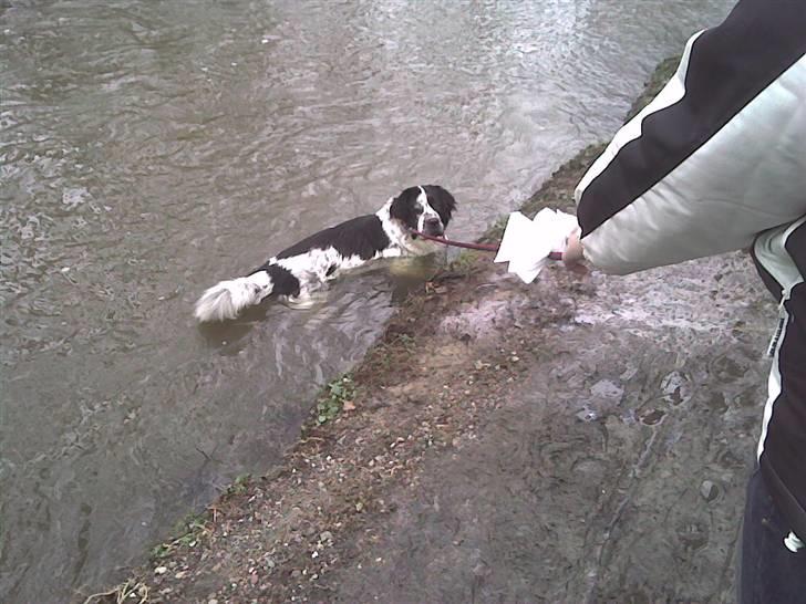 Blanding af racer emma - ...og vand. så er hun i sit rette element. billede 7