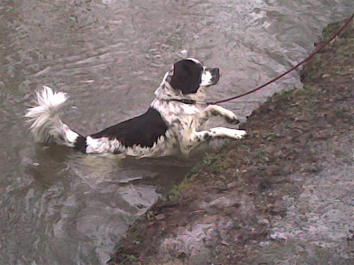 Blanding af racer emma billede 8