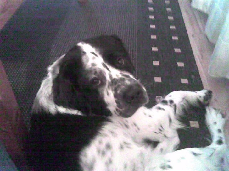 Blanding af racer emma billede 9