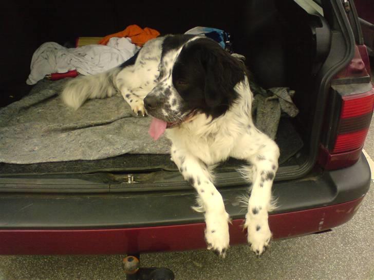 Blanding af racer emma billede 10