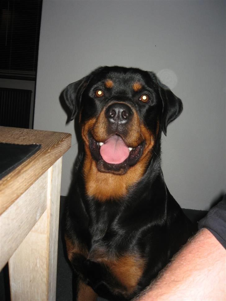 Rottweiler Ty  - taget d.1/2-08 billede 2