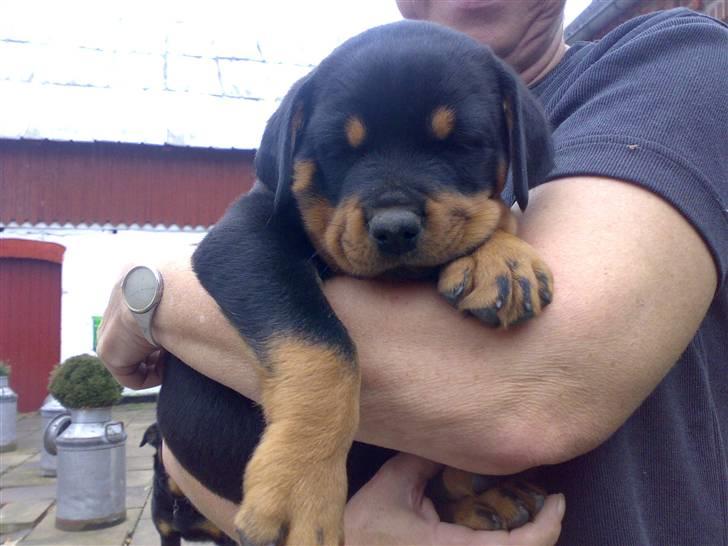 Rottweiler Ty  - Billede taget den dag vi valgte ham...! billede 3