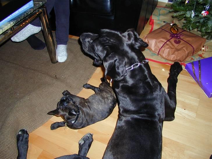 Grand danois Baloo - Legetid billede 11