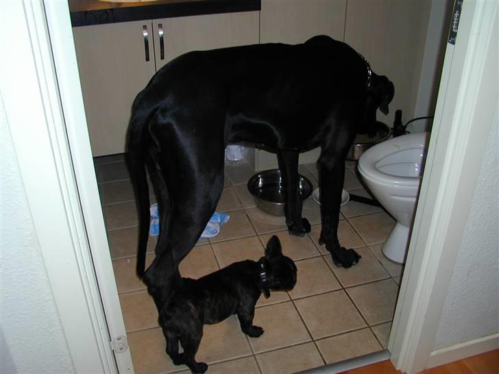 Grand danois Baloo - Spisetid billede 12