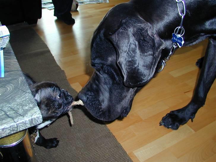 Grand danois Baloo - Han er sjov den lille... Han gider min trækkeleg med bamsebenet... men han flyver noget rundt når jeg ryster på hovedet :-) billede 13