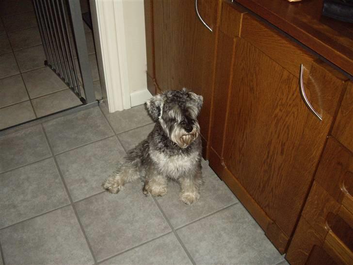 Dvaergschnauzer Brutus - Skal jeg have mad nu billede 4